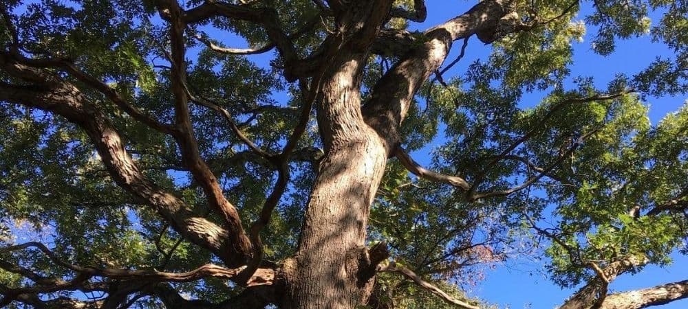 200 year old oak tree that is on a property near Pittsburgh, part of a forest carbon offset project